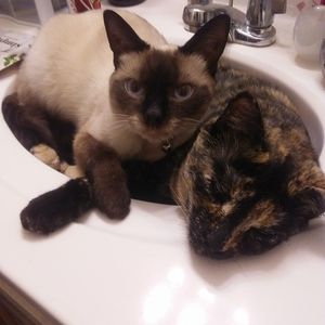 Meet your Posher, Carol